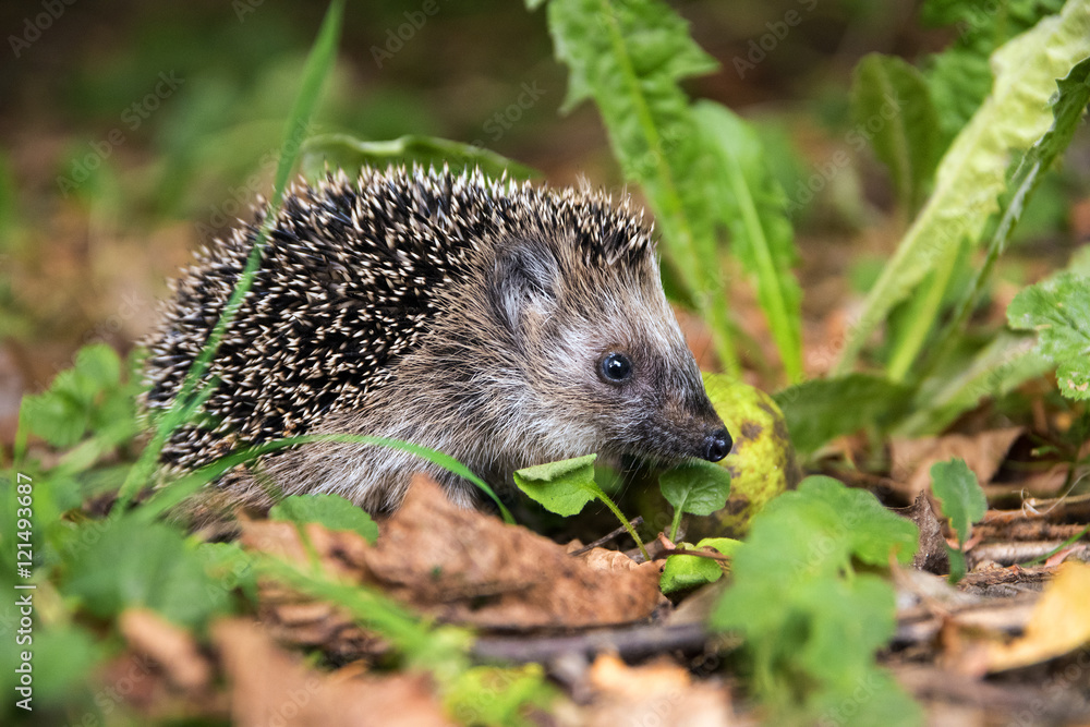 young hedgehog (Erinaceus europaeus) in autumn looking for food young hedgehog (Erinaceus europaeus) in autumn looking for food