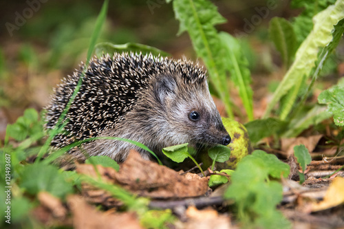 young hedgehog (Erinaceus europaeus) in autumn looking for food
