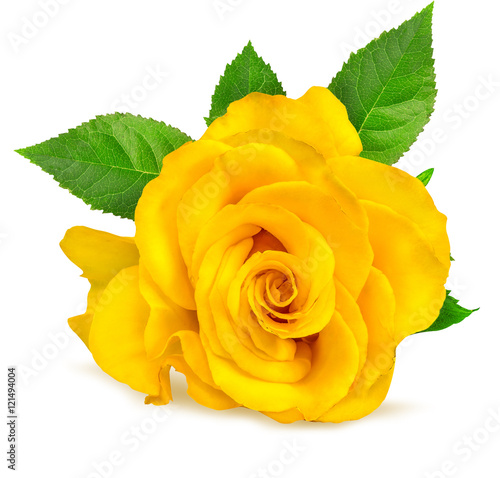 Yellow rose  isolated on white