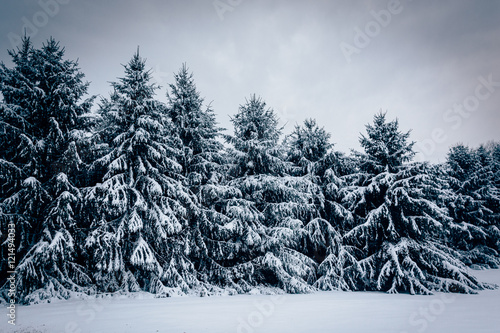 Snow covered pine trees in rural Carroll County  Maryland.