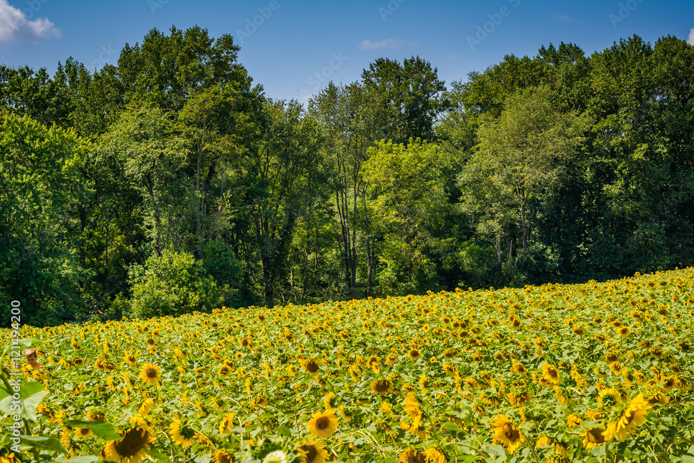 Obraz premium Sunflower field in Jarrettsville, Maryland.