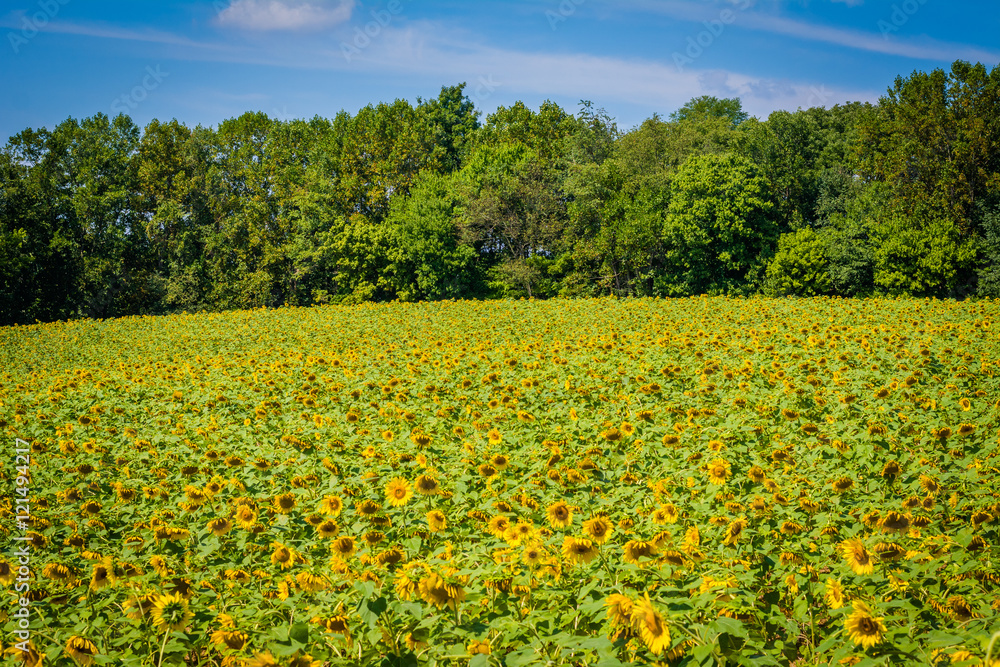 Sunflower field in Jarrettsville, Maryland.