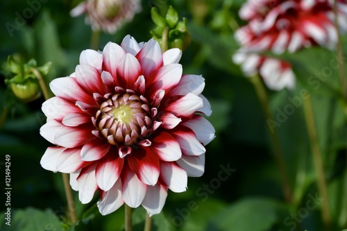 Fototapeta Naklejka Na Ścianę i Meble -  Dahlien - Dahlia - Blumen im Spätsommer
