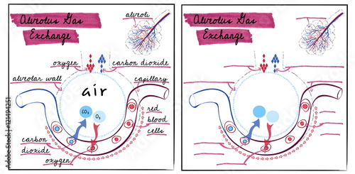 illustration of the structure of the alveoli