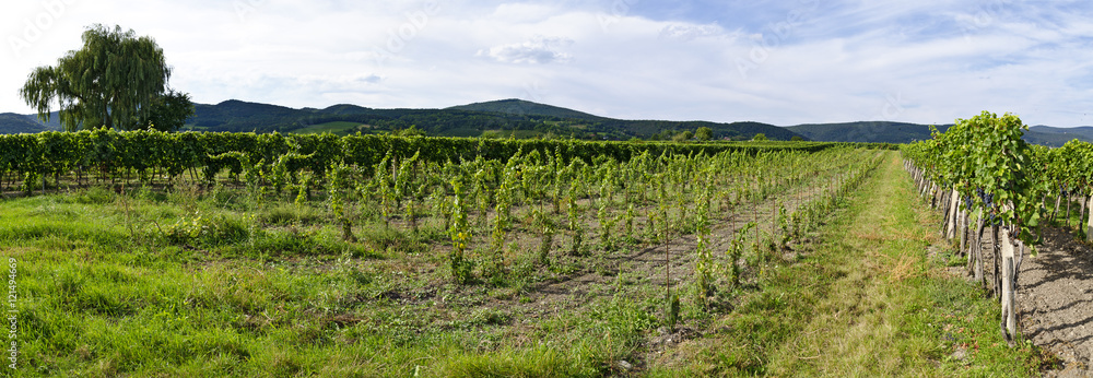 Panorama eines Weingartens