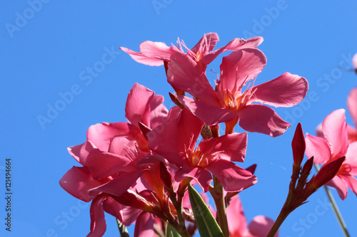Oleander photo