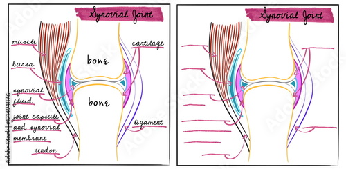 illustration of a synovial joint photo
