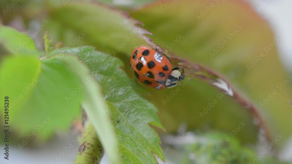 ladybug having a wash and clean up on a rose leaf ladybug having a wash and clean up on a rose leaf