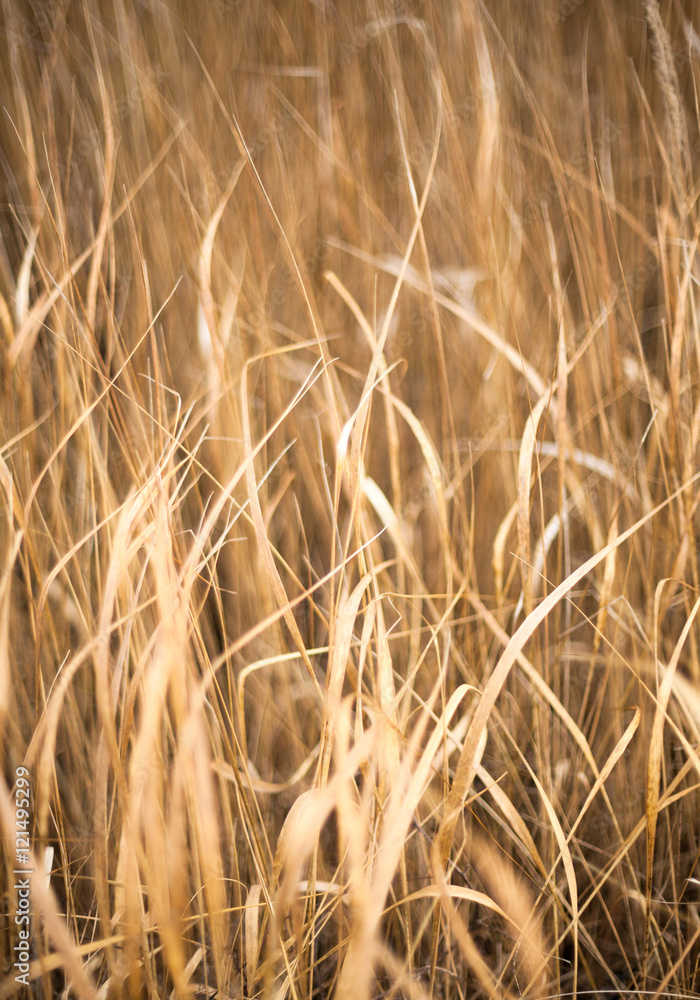 Fototapeta premium Unmown dry grass in the field