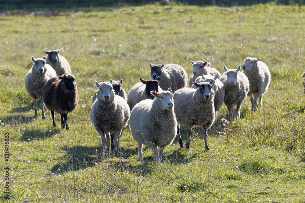 White sheep running on a meadow in the morning light White sheep running on a meadow in the morning light