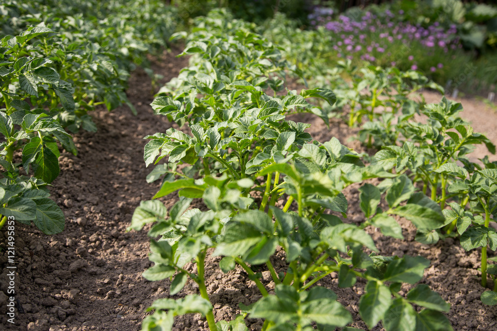 Obraz premium Kartoffelpflanzen