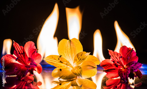  Flaming Flowers of Nature Earth photo