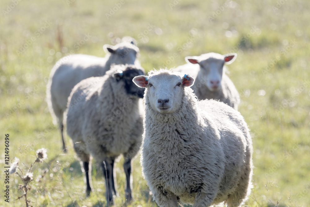 White sheep on a meadow in the warm evening sun White sheep on a meadow in the warm evening sun