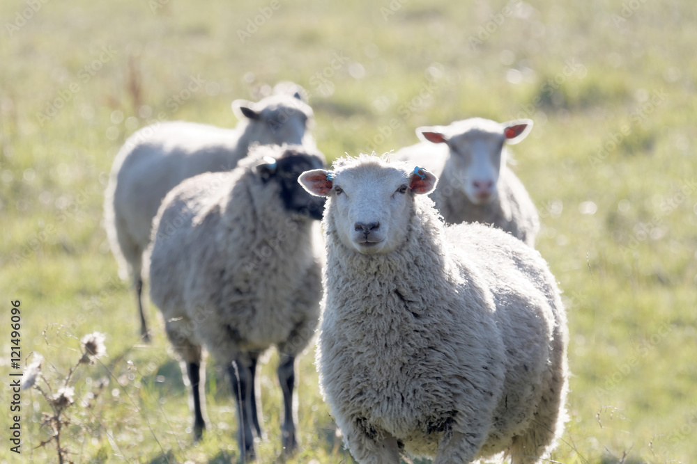 White sheep on a meadow in the warm evening sun