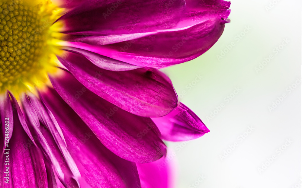 Flower of Nature Earth Flower of Nature Earth