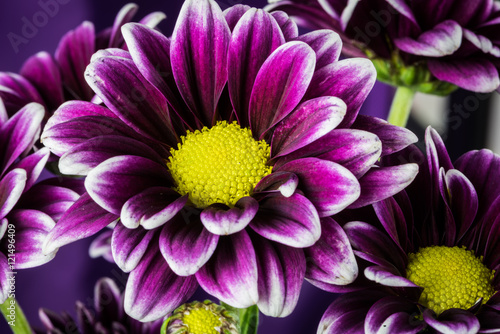 Purple Daisy Flower