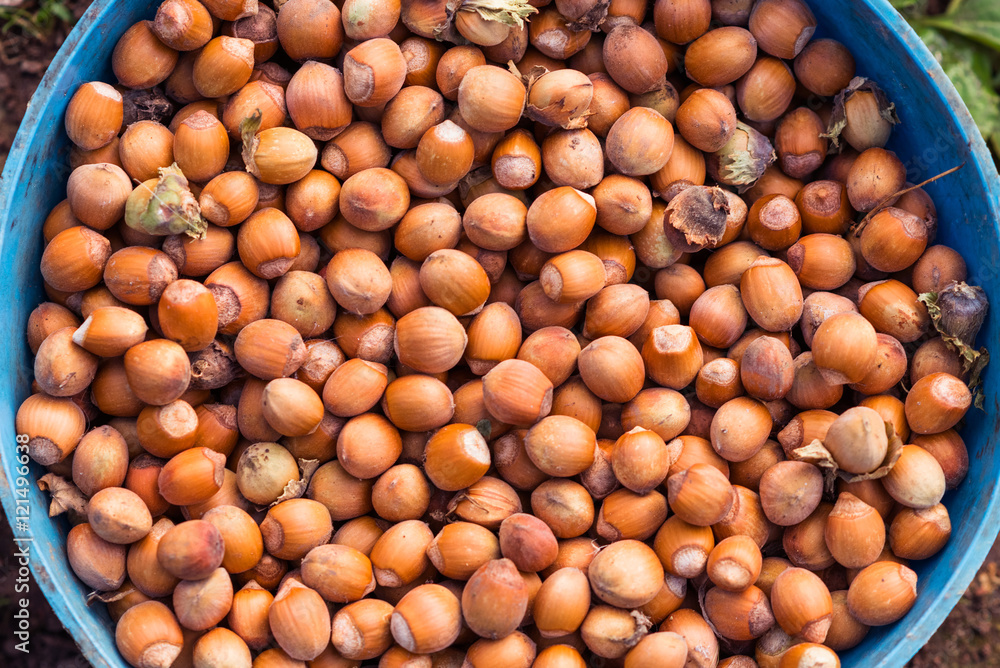 Hazelnuts in the bowl. Overhead horizontal view Hazelnuts in the bowl. Overhead horizontal view
