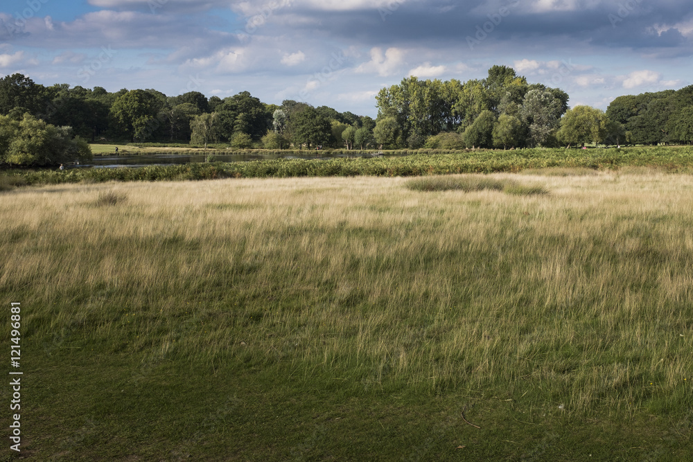 Obraz premium Richmond park