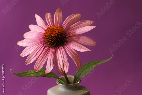 Echinacea Herbal Flower photo