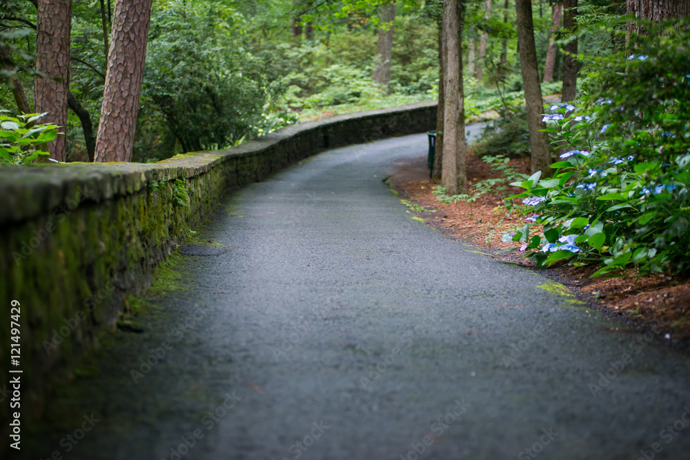 Fototapeta premium Hydrangea Path