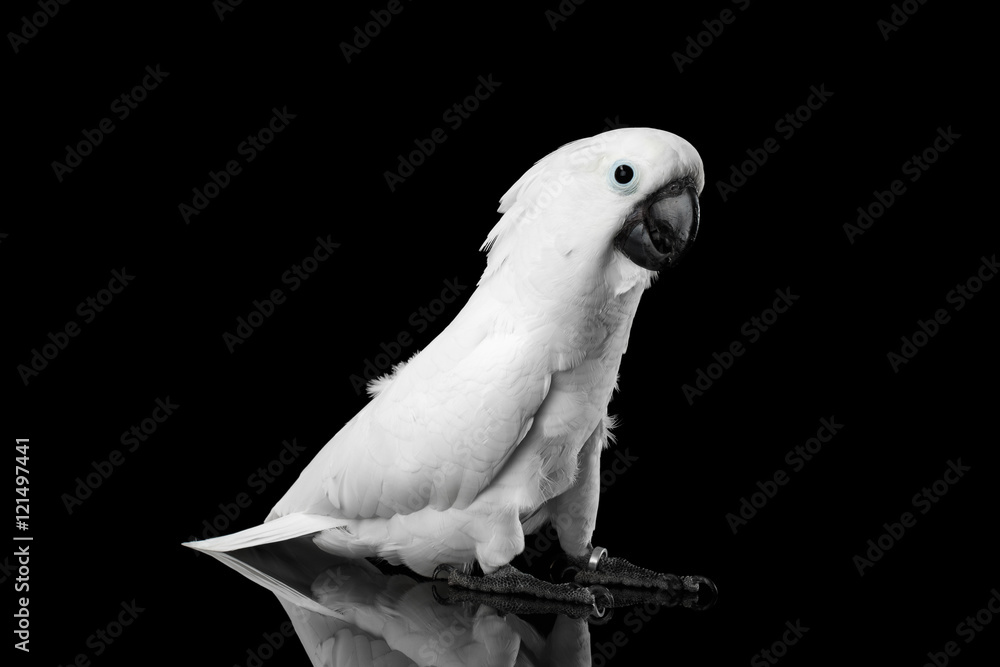 Fototapeta premium Crested Cockatoo White alba, Umbrella, Funny Looking in Camera, Indonesia, isolated on Black Background