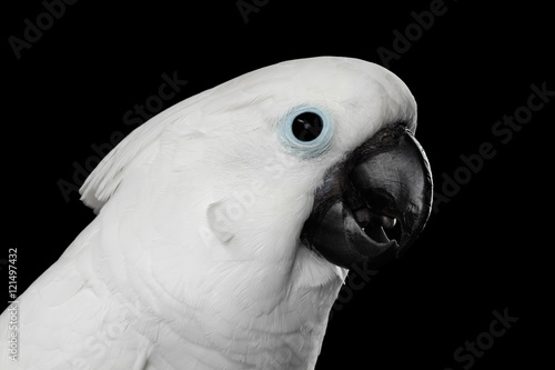 Close-up Crested Cockatoo White alba, Umbrella, Looking in Camera, Indonesia, isolated on Black Background
