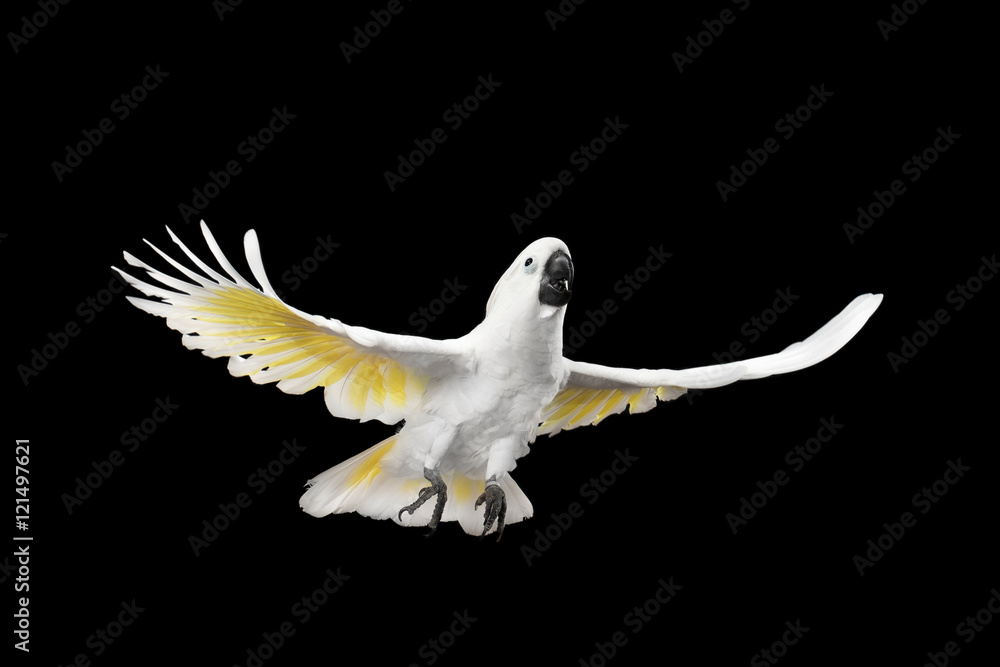 Naklejka premium Flying Crested Cockatoo White alba, parasol, Indonezja, na białym na czarnym tle, rozpiętość skrzydeł