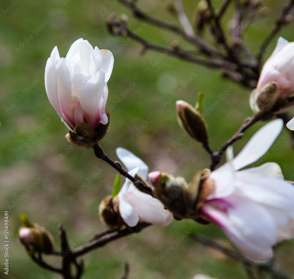 White flowers of the magnolia tree in early spring White flowers of the magnolia tree in early spring