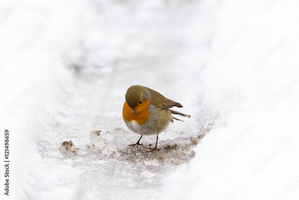Petirrojo, Erithacus rubecula, en la nieve Petirrojo, Erithacus rubecula, en la nieve