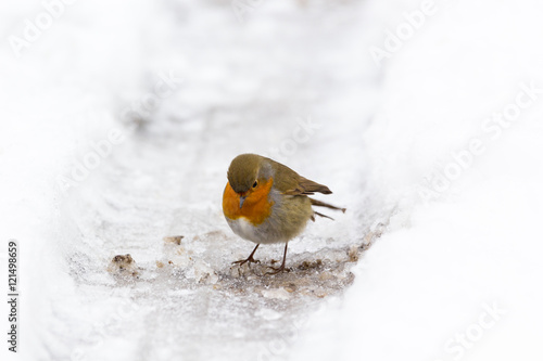 Petirrojo, Erithacus rubecula, en la nieve