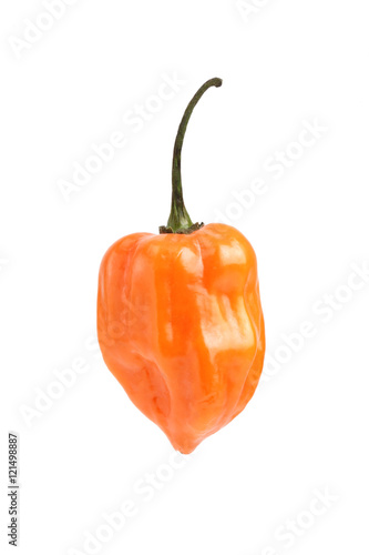 Habanero pepper, isolated on white background