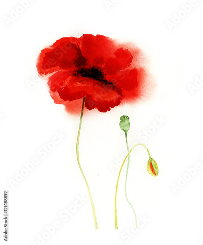 watercolor poppies on a white background. wildflowers. botanical illustration.