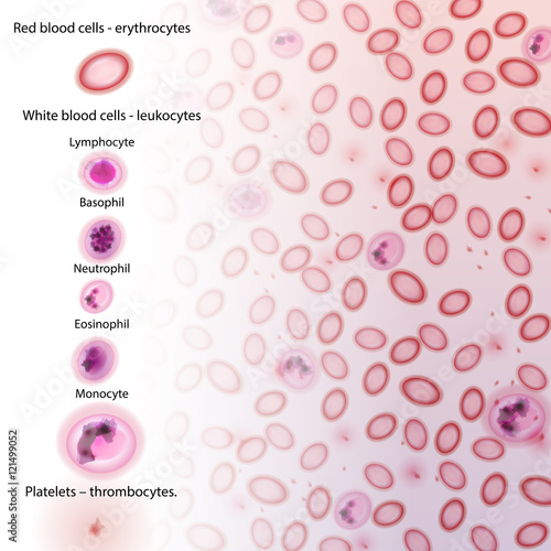 Blood Cell Type Descriptions - Vector Illustration