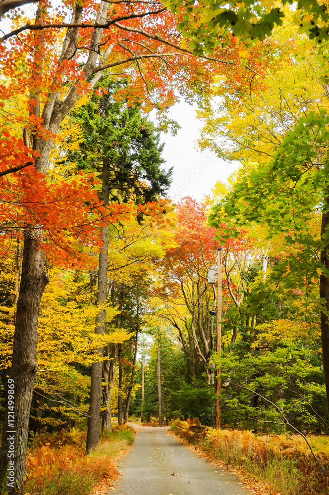 Obraz premium bar harbor