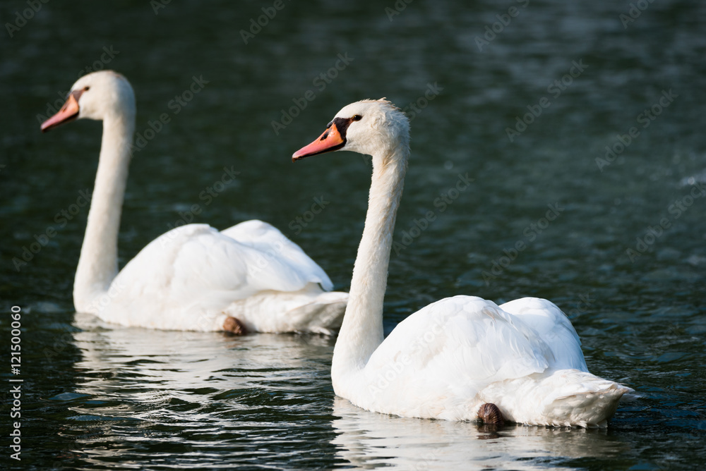 Mating pair of young white Mute swans (Cygnus Olor) swim gracefully around in morning sunlight in a woodland pond. Mating pair of young white Mute swans (Cygnus Olor) swim gracefully around in morning sunlight in a woodland pond.