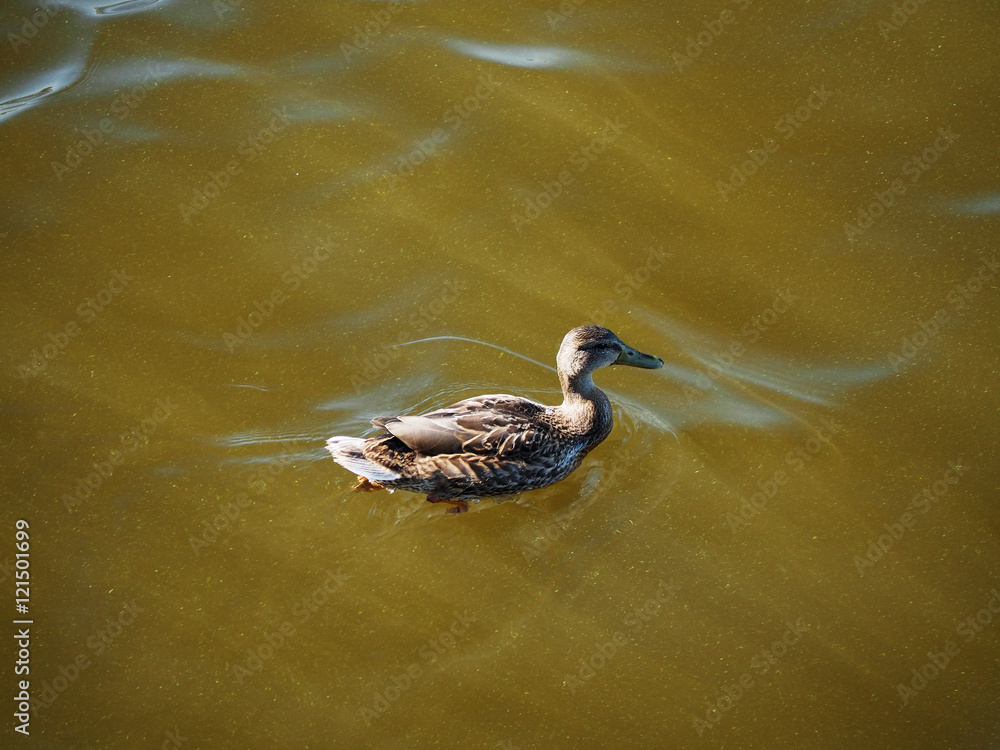 Obraz premium Duck in the water blossoms, top view