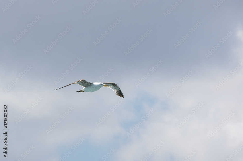 Obraz premium View on seagull