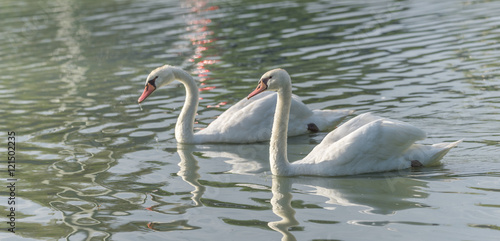 Mating pair of young white Mute swans (Cygnus Olor) swim gracefully around in morning sunlight in a woodland pond. 