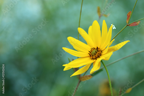 Garten-Sonnenauge (Heliopsis helianthoides) photo