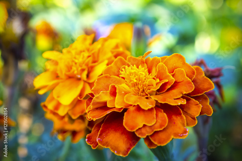Fototapeta Naklejka Na Ścianę i Meble -  Orange flower in the flower bed, nature background