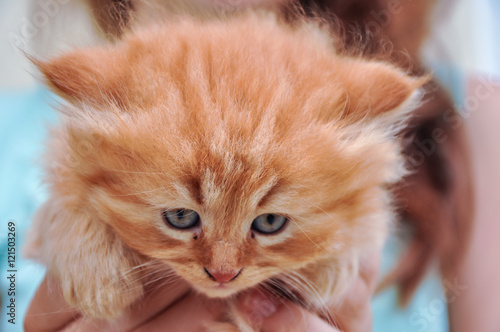 Red fluffy kitten with the blue eyes © Subtropicals