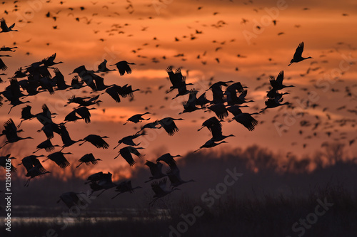 Sandhill Cranes taking flight over the Platte River at sunset ne