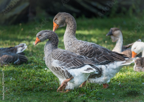 Long necked  domesticated Greylag geese happy in their place of ponds and meadows.  Big birds on a hobby farm in Ontario  Canada. 