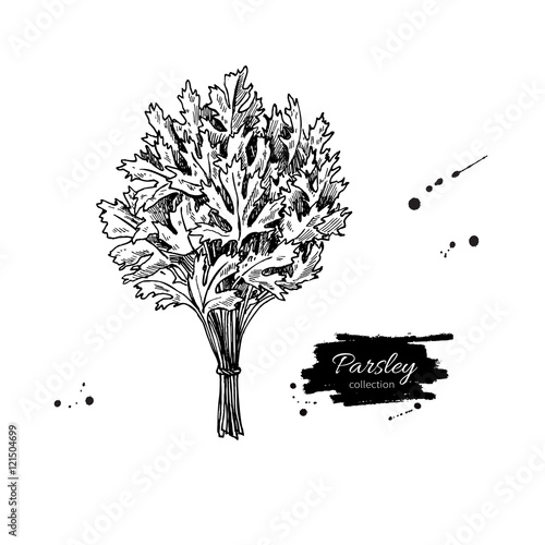 Parsley bunch vector hand drawn illustration set. Isolated spice