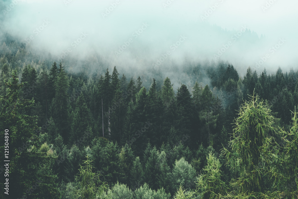 Mountain full of green trees and fog