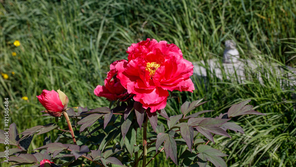 Peony,Paeonia, red blossom against green staff
