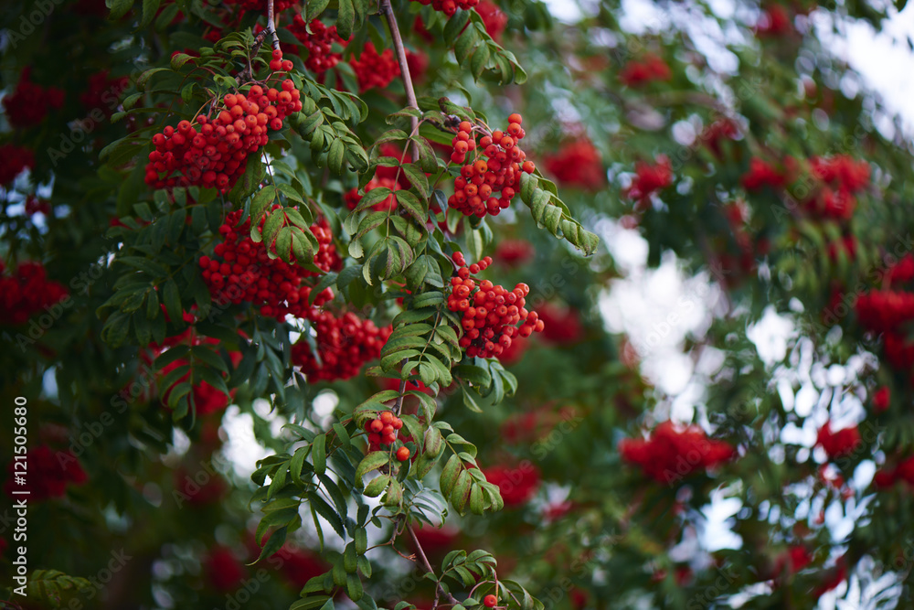 Ripe red Rowan in the branches of a tree Ripe red Rowan in the branches of a tree