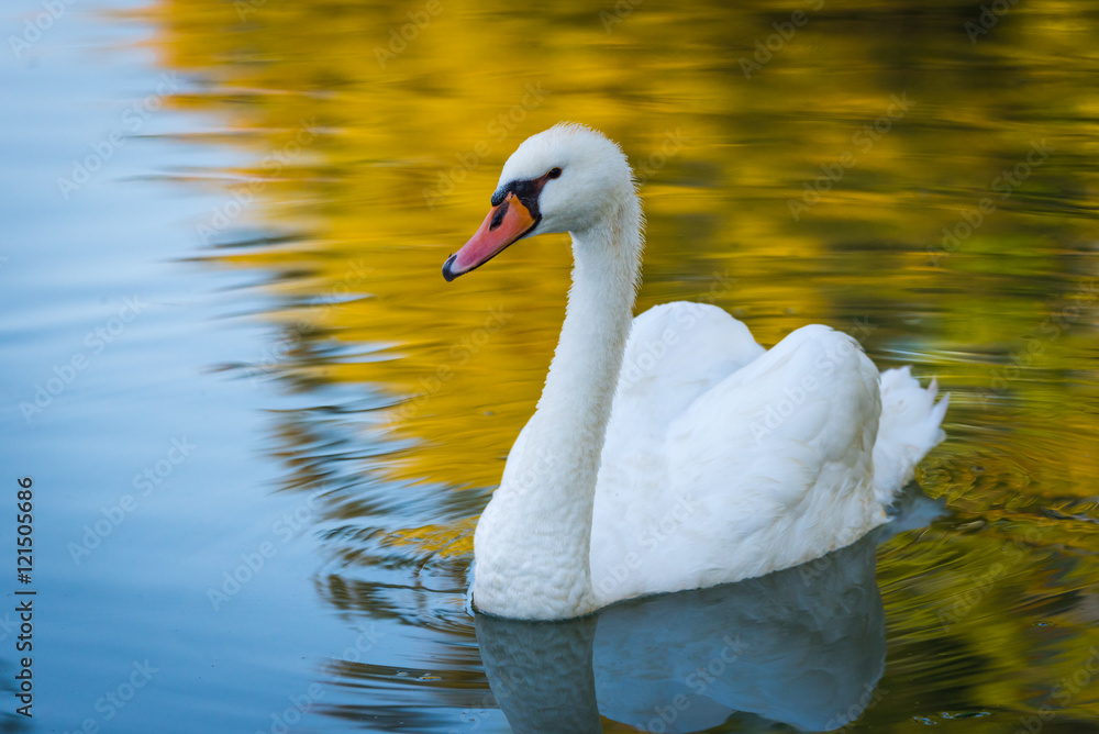 Graceful white Mute swan (Cygnus Olor) in morning sunlight as he swims about with a mate nearby in a woodland pond. Graceful white Mute swan (Cygnus Olor) in morning sunlight as he swims about with a mate nearby in a woodland pond.