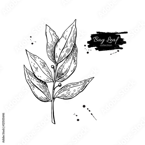 Bay leaf vector hand drawn illustration. Isolated spice object.