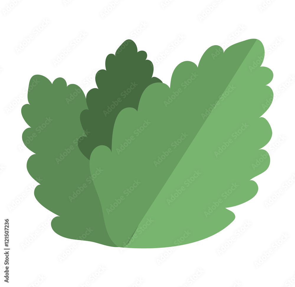 Fresh raw mint leaves vector Fresh raw mint leaves vector